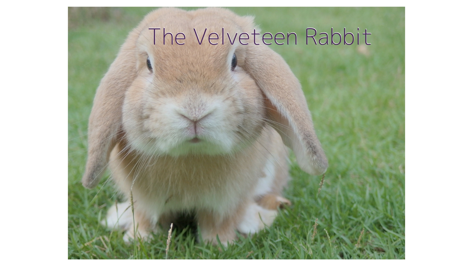 rabbit